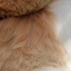 Baby Alpaca Fur-Teddy Bear 12 inches